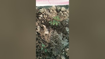 Thời Tiết Hanh Khô Trồng Hoa Thược Dược Có Cần Bơm Nước Rãnh Không