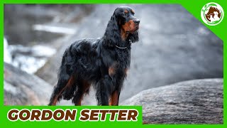 Gordon Setter  What dog breeds are the most popular today?