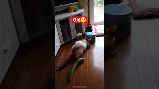 super funny cats part 1! wait until the end! #cats #funny