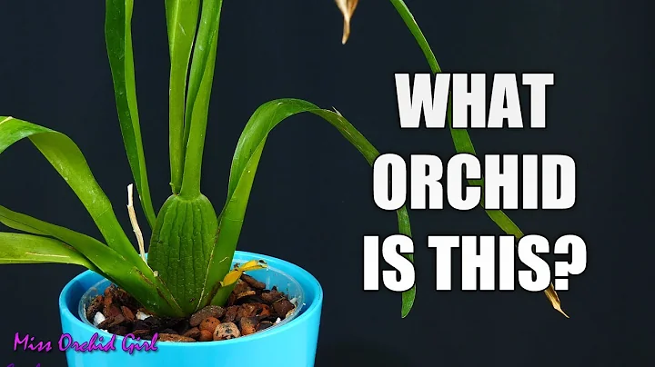 How to identify Orchids without flowers - A simple guide for beginners! - DayDayNews