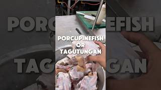 Tagotongan #porcupinefish #cebu #nilarang #cebufoodvlog #philippines