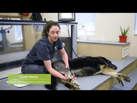 Vidéo: Levée de fonds pour la chirurgie d'un chien