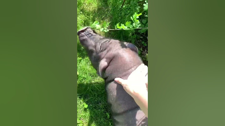Продолжение про свинью воришку