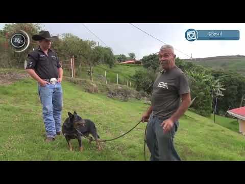 Vídeo: Cruce De Animales