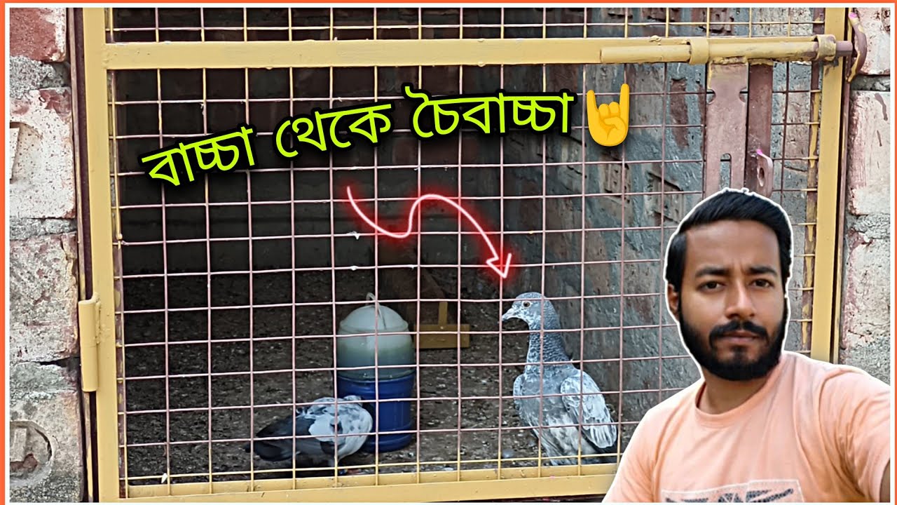 ধারী ও বাচ্চা পায়রাকে 🔥 ! -- শরীর থাকবে ফিট 😱 💪