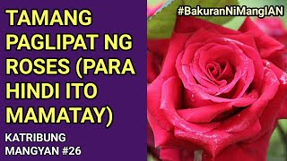 PAANO MAGLIPAT NG ROSE? | KATRIBUNG MANGYAN #26