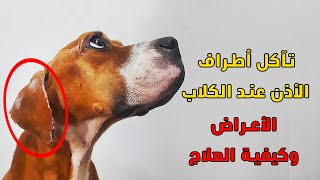 تآكل أطراف الأذن عند الكلاب قد تصيب كلبك الأعراض و العلاج