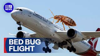 Bed bug outbreak grounds Qantas flight | 9 News Australia