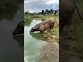 ​Emotional &amp; Inspirational​Not just an animal, but a true partner