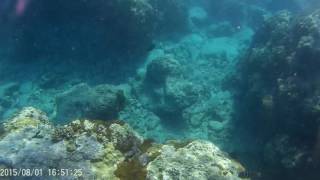 20150801綠島浮潛5