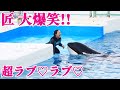 シャチとトレーナーさんがラブラブすぎる!! 鴨川シーワールド シャチショー KamogawaSeaWorld