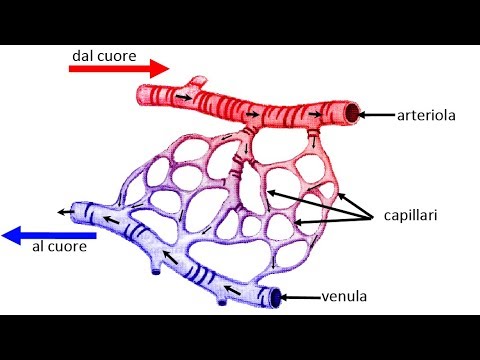 Human Physiology - Pulmonary Function I (Outline) Genius