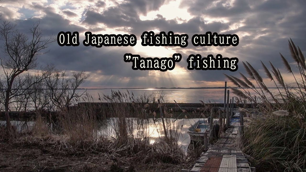 Japanese traditional game fishing! 【TANAGO fishing】 Lake Kasumigaura 
