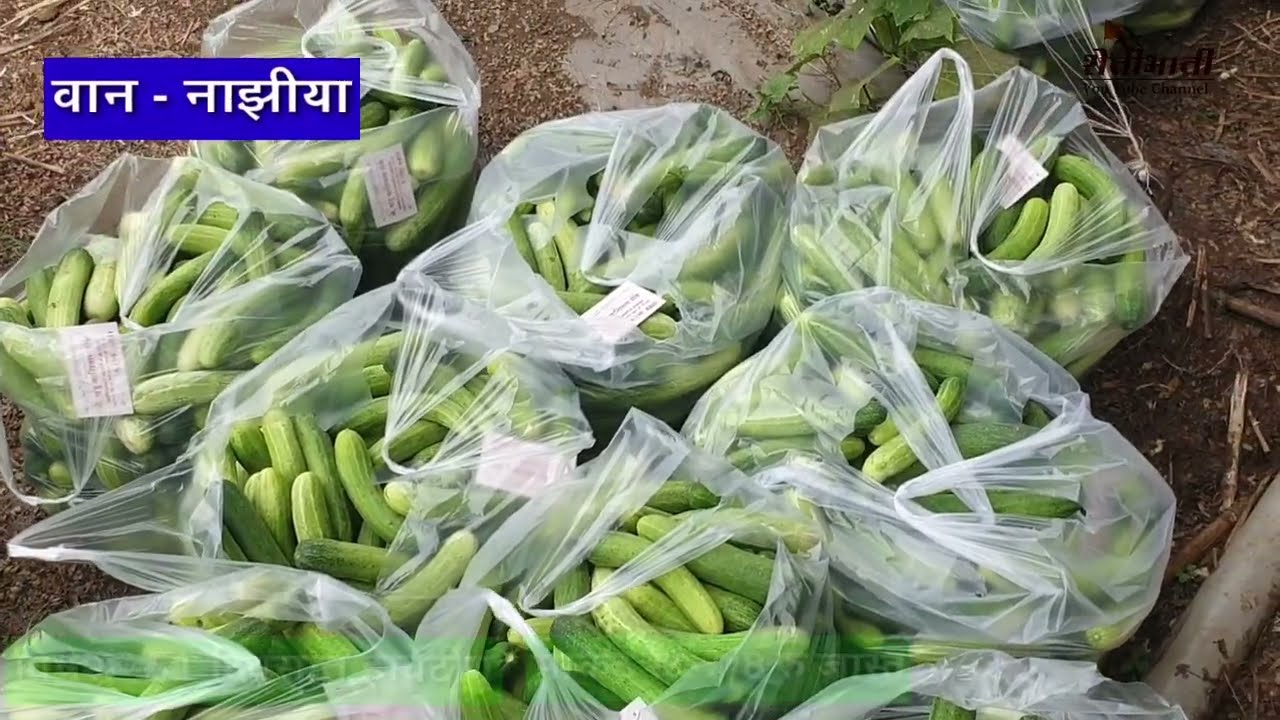 काकडी - सर्वात जास्त उत्पादन देनारा वान -नाझीया .