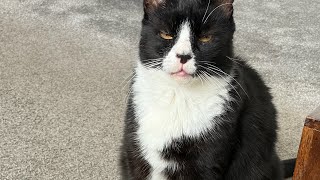 Four Felix storytime videos