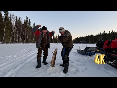 видео: ТРОФЕИ ЕСТЬ, ОНИ НЕ МОГУТ НЕ ЕСТЬ | ЖИВЕМ В ПАЛАТКЕ НА ТАЕЖНОЙ РЕКЕ |ЗАКРЫТИЕ СЕЗОНА ПО ТВЕРДОЙ ВОДЕ