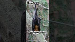Kalong: Hewan Malam yang Bikin Takjub dan Takut #shotsvideo #faktaunik #shorts #shortsfeed