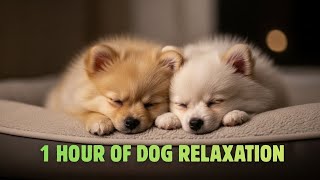 1 HOUR OF RELAXING POMERANIAN DOG VIDEOS 🐾 CALM MUSIC FOR STRESS RELIEF & SLEEP screenshot 1