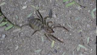 Camel Spider, Namibia