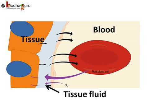 लसीका - What is Lymph and what is does- in Hindi