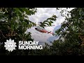 The secret to a successful cherry crop? Helicopters