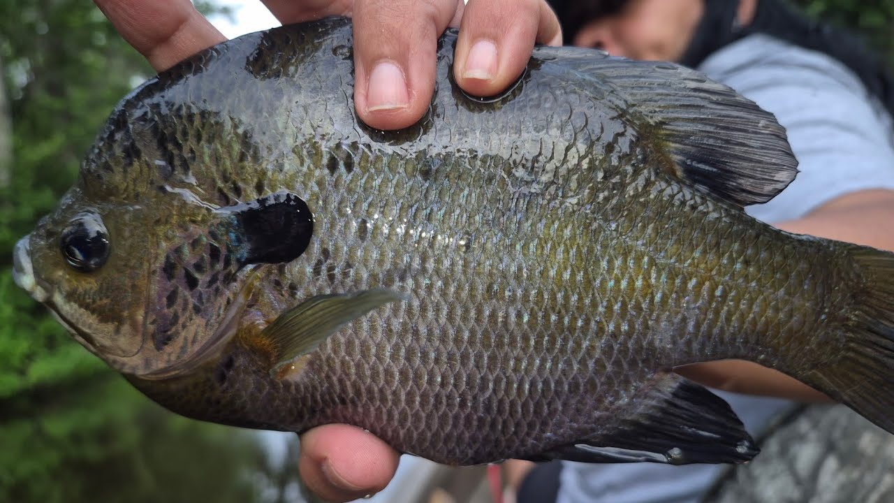 Bream Fishing with My Wife! Big Bluegills, Bass, Gar & More on Zebco 33s!  Enjoying Gods Sunset! 🎣🐟