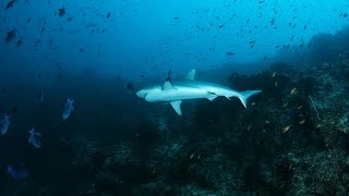 Diving with Grey reef shark on Maldives