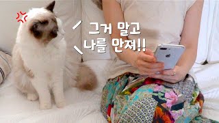 핸드폰에도 질투하는 고양이 [고양이 일상]