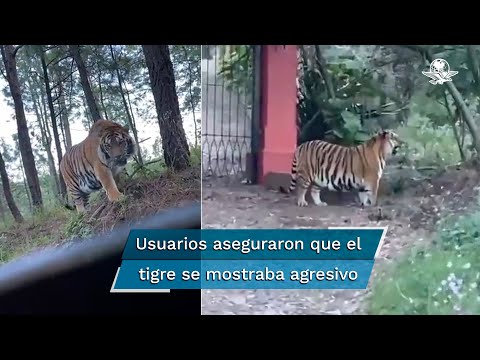 Tigre adulto y de gran tamaño, suelto en Tapalpa, Jalisco