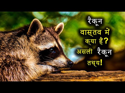 वीडियो: रेकून कब खाते हैं?