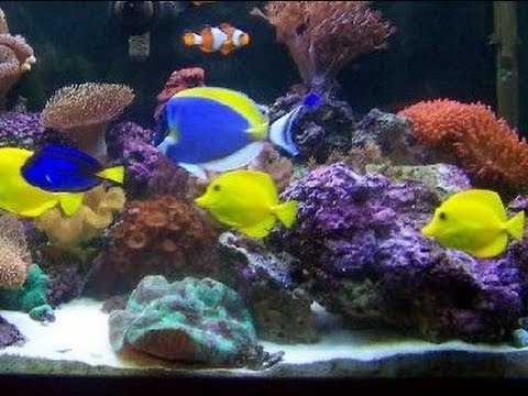 PP Tropical Fish  Beautiful Salt Water Fish Tank Marine Aquarium with Live Rock  YouTube