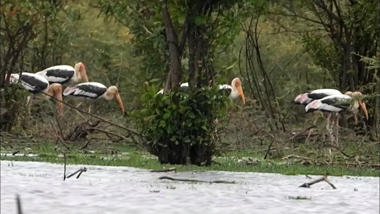 explorer 1 Beutiful Painted Stork Bird's Feeding Food In Cambodia.
