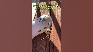 Finding the crunchiest leaf #crunchy #leaf #viral #trend