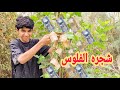 فلم عراقي قصير شجره الفلوس العجيبه mp3