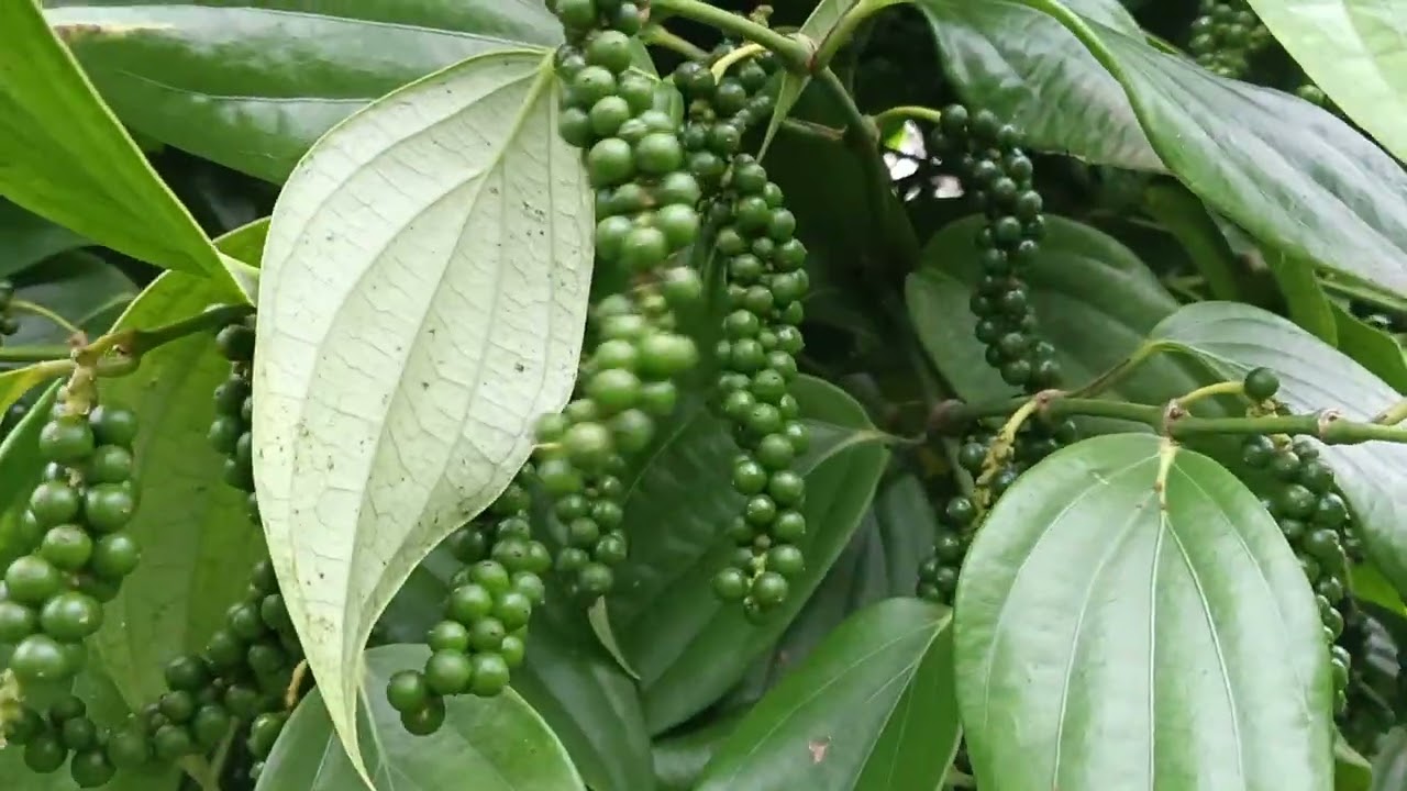 Tham quan vườn tiêu Hải Lý 18 tháng tuổi.Giống tiêu siêu trái.Cường Tây Nguyên...