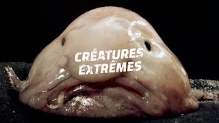 Bienvenue Sur Créatures Extrêmes