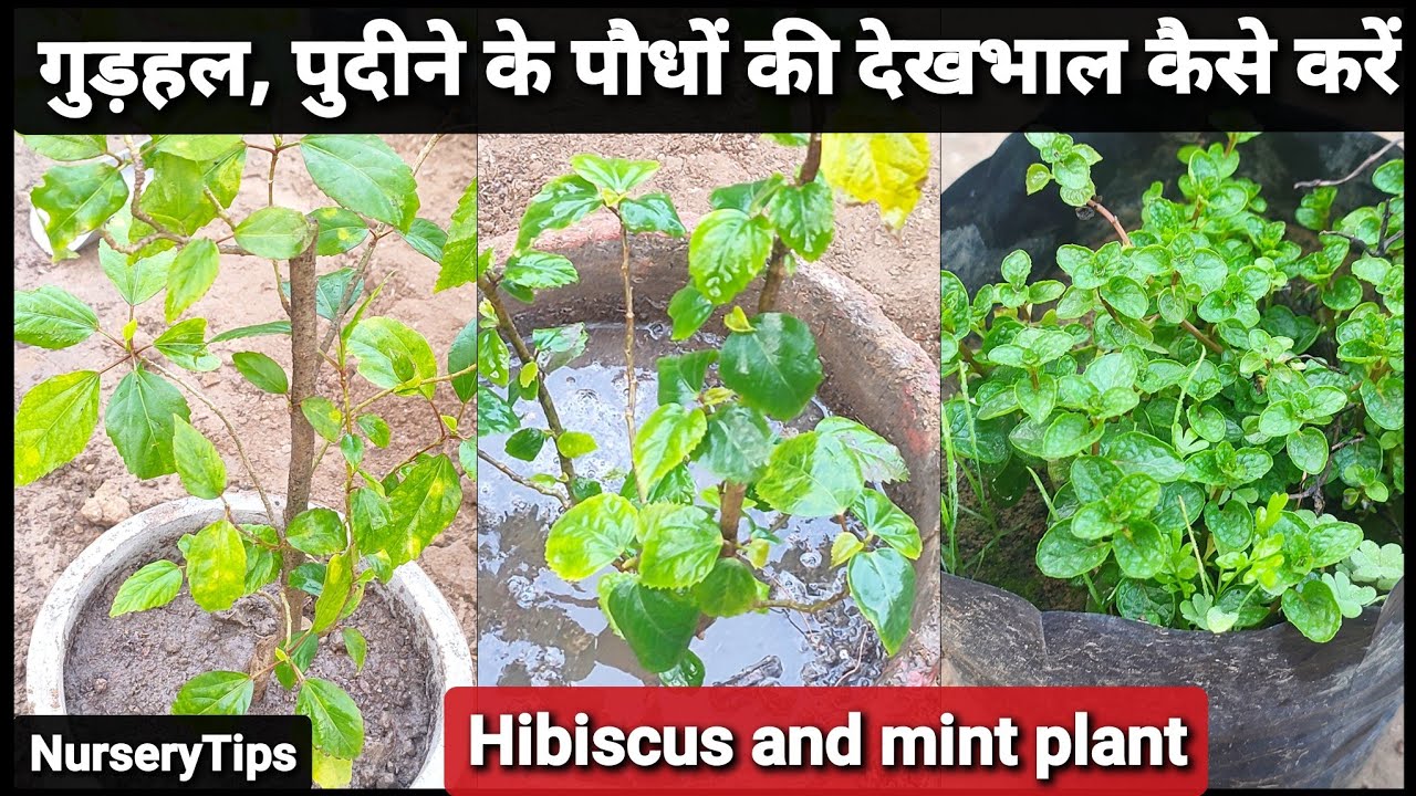 जाने गुड़हल और पुदीने के पौधों की देखभाल कैसे करें | hibiscus and mint special | NurseryTips