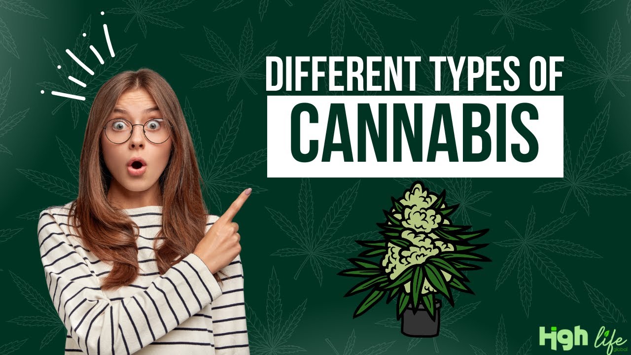 Types of Cannabis Plants | Identify Different Types of Cannabis || Cannabis Uses, and Benefits