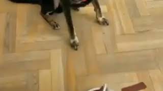 Hemcinsinden Etkilenip Yemeğe Küsen Köpek