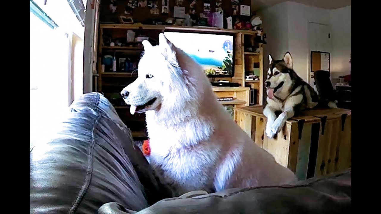 Spy Cam Catches My Dogs Home Alone & Their Excitement When I Get Home