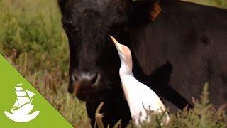 The cattle egrets, an intelligent relief for the bulls