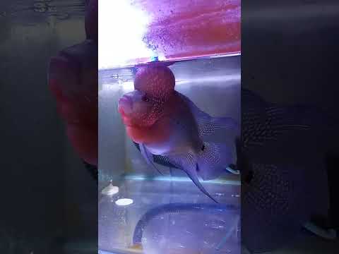 Ikan Lauhan Yang Indah