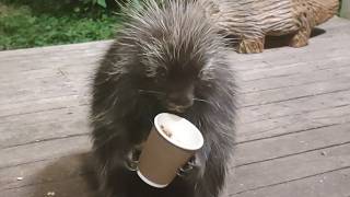Muffin Holds Cups and Hands