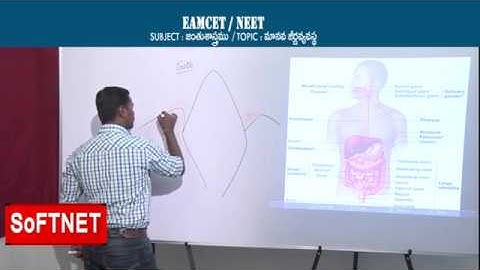 ZOOLOGY || Human Digestive System - P1 || CH.Praveen Kumar