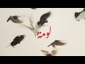 عمار دالاتي لومة      