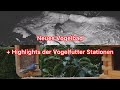 Neuer Vogelbrunnen + Kleiber und Fitis an der Vogelfutter Station #vogel