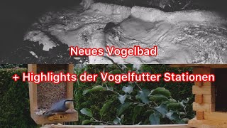 Neuer Vogelbrunnen + Kleiber und Fitis an der Vogelfutter Station #vogel
