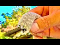 廃墟の周りに生えてる謎の食材食べてみたら。。