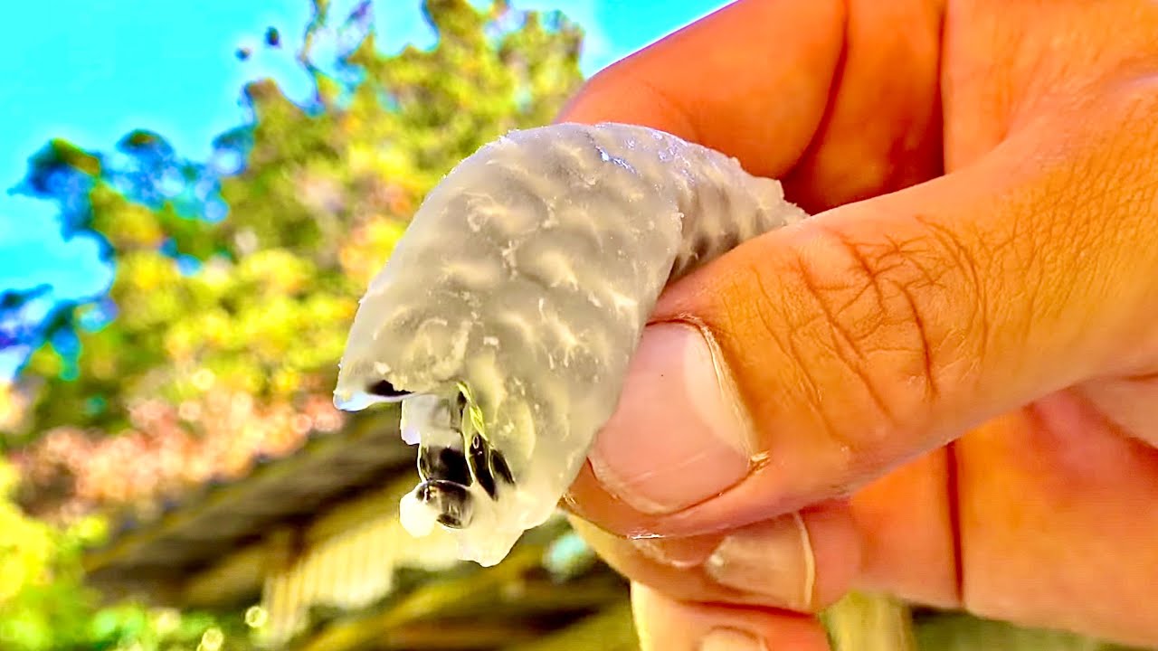 Give a Try to a Mysterious Fruit Grew Around the Abandoned House