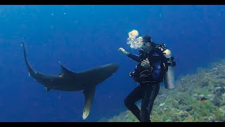 Face to face with the Longimanus shark at Elphinstone Reef Egypt 1st perspective